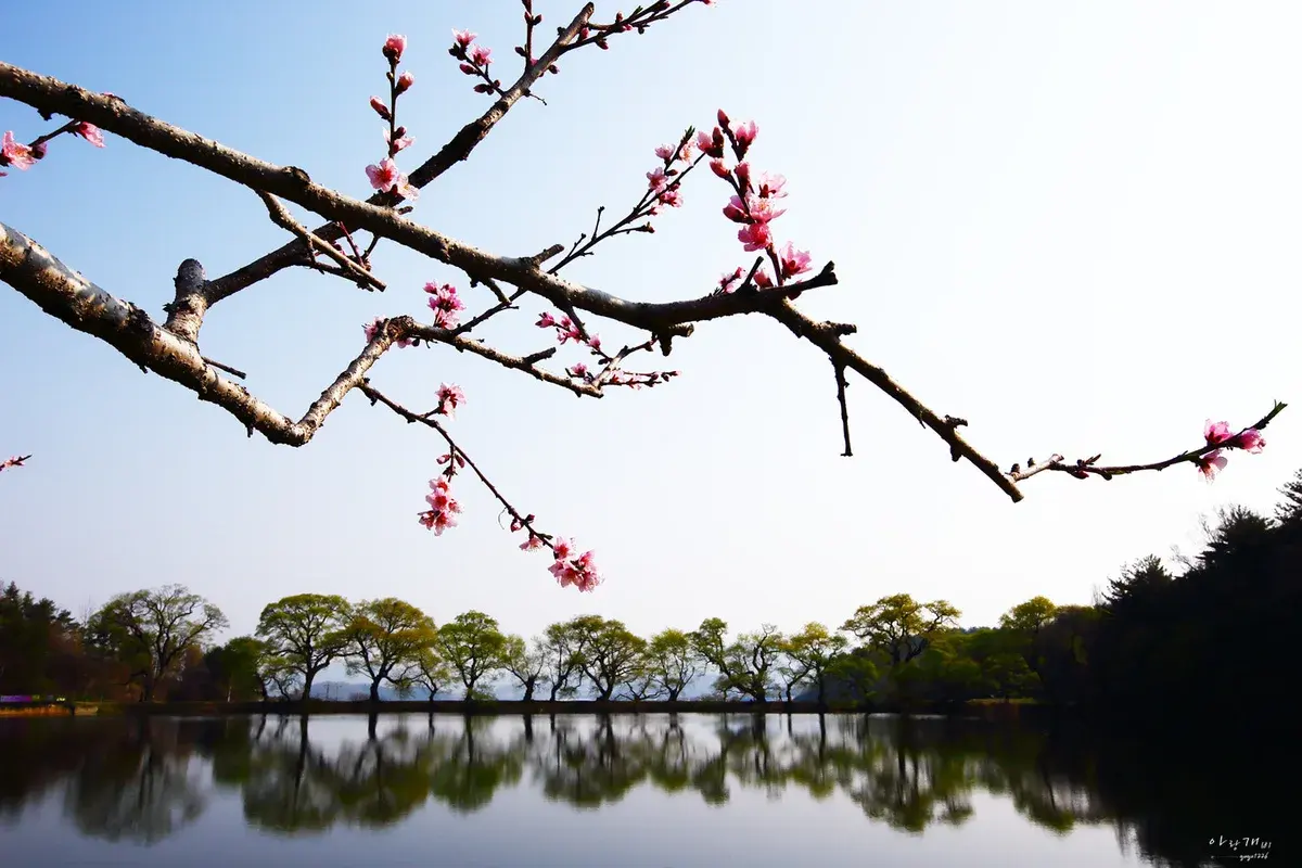 반곡지 현장 사진 2 — 경북 경산시