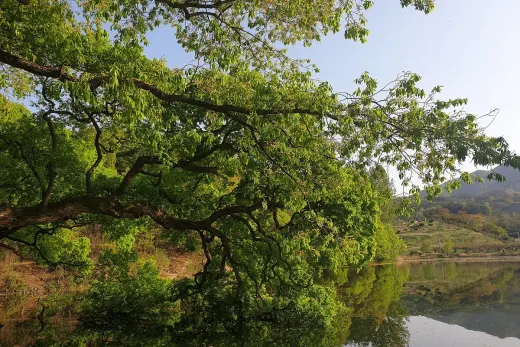반곡지 — 경북 경산시 바이크