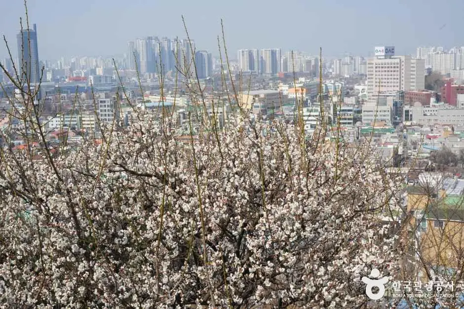 파이브퍼센트(대동하늘공원 카페촌) 현장 사진 2 — 대전 동구 대동