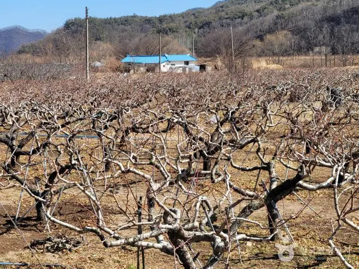 황장재 현장 사진 2 — 경북 영덕군 지품면~청송군 진보면 경계