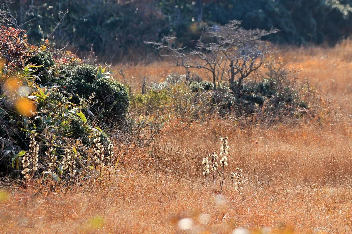 1100도로 대표 사진 — 제주 제주시↔중문 드라이브