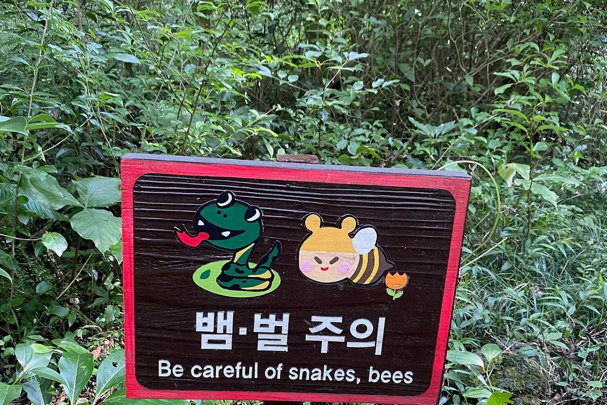 비자림로 (삼나무길) 현장 사진 5 — 제주 구좌
