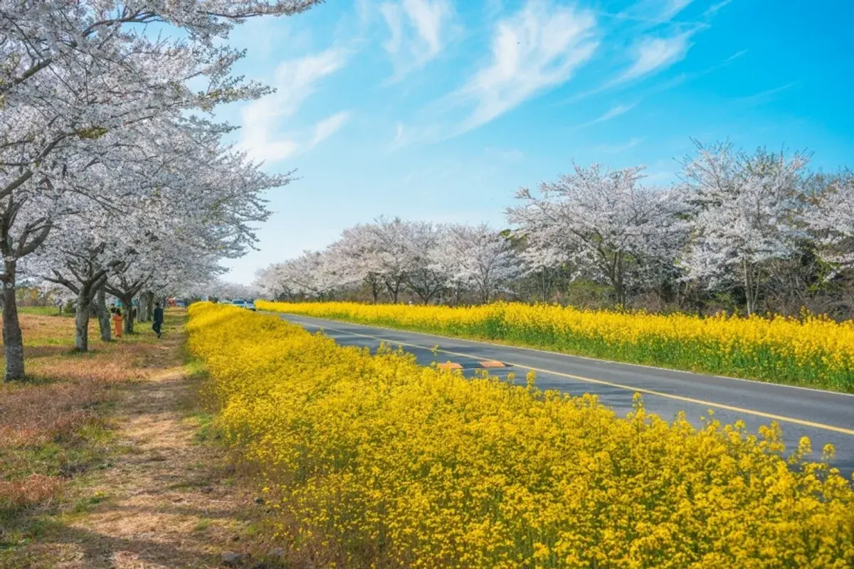 제주 녹산로 유채꽃길 현장 사진 2 — 제주 표선 가시리