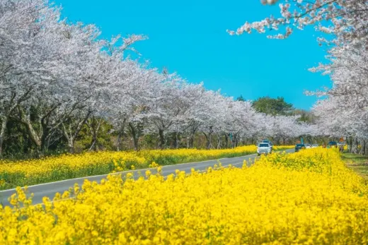 제주 녹산로 유채꽃길 — 제주 표선 가시리 드라이브