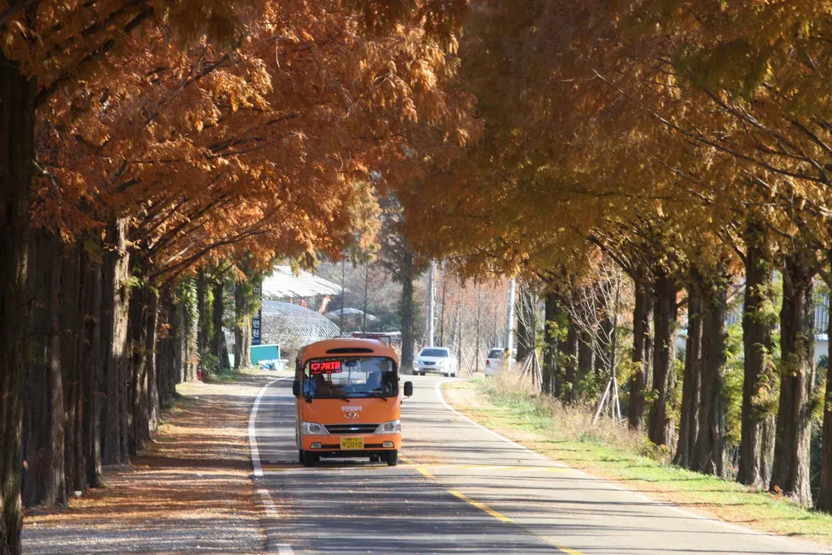모래재 메타세쿼이아길 현장 사진 5 — 전북 진안군 부귀면
